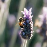 Visitors are welcome!