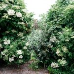 The hens love the elderberry