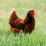 Means a happy, healthy hen!